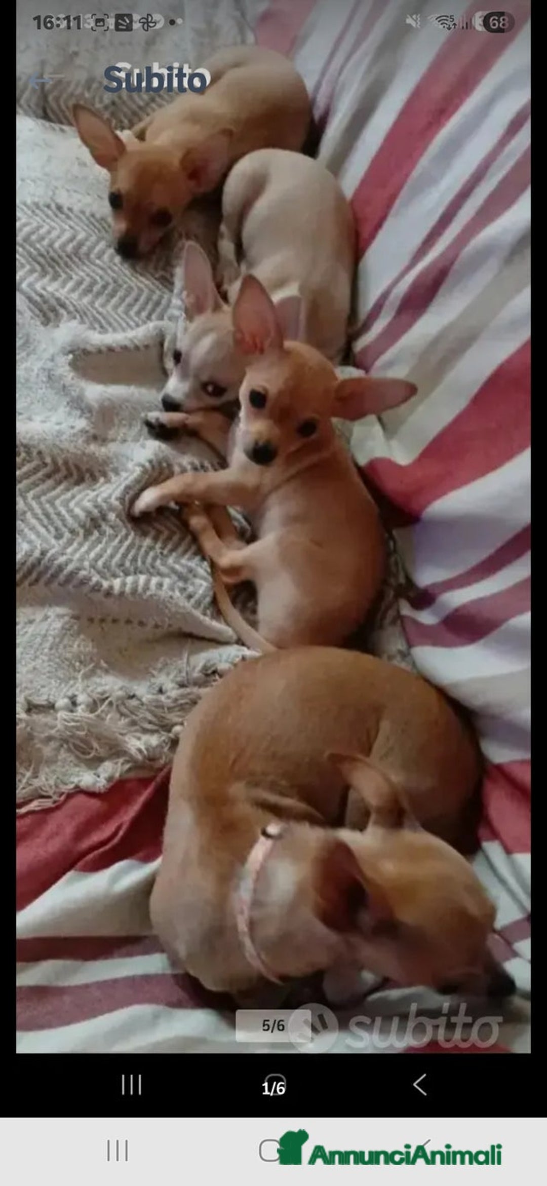 Chihuahua cani in vendita: Cuccioli di Chihuahua - Annuncio 29