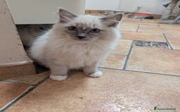 Ragdoll gatti in vendita: Ragdoll blu mitted a Provincia di Brescia - Immagine 7