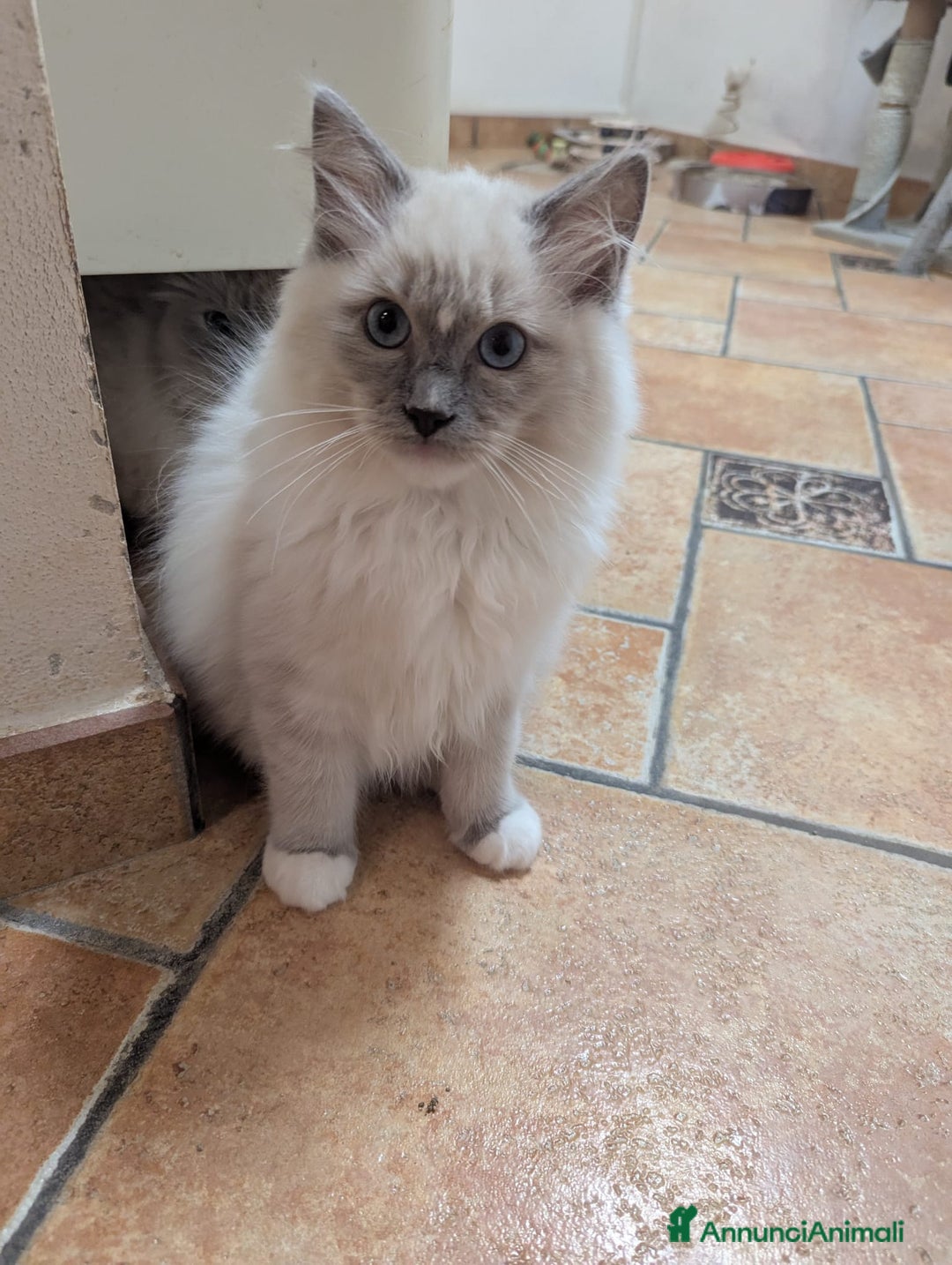 Ragdoll gatti in vendita: Ragdoll blu mitted a Provincia di Brescia - Immagine 7