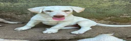 Meticcio cani in regalo: Lumi cerca casa 🏠 - Annuncio 3