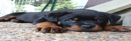 Rottweiler cani in vendita: Rottweiler cuccioli con pedigree  - Annuncio 4