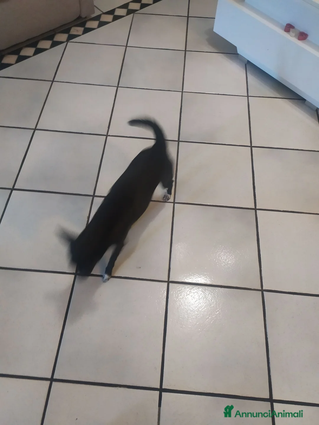 Meticcio cani in regalo: Moka cerca una famiglia affettuosa come lei - Annuncio 6