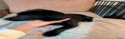 Cocker cani per accoppiamento: Cocker per accoppiamento  a Provincia di Gorizia - Annuncio 4