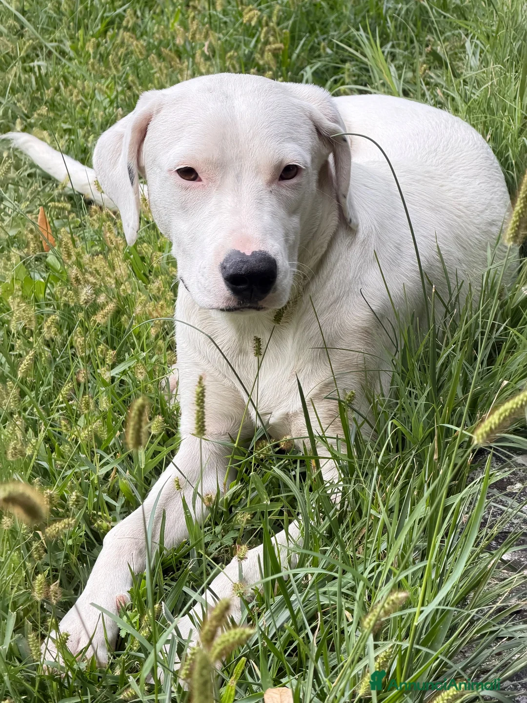 Meticcio cani in regalo: Cucciola Simil dogo a Provincia di Parma - Annuncio 1
