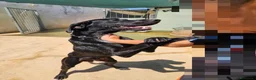 Meticcio cani in regalo: Massy: cucciolone incrocio bracco dolcissimo  - Annuncio 5