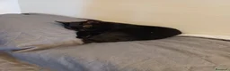 Europeo gatti in regalo: Nerina e bianchino - Annuncio 6