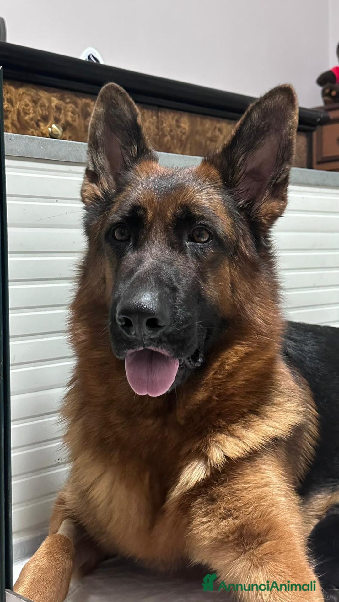 Pastore Tedesco cani in vendita: cuccioli di pastore tedesco - Annuncio 4