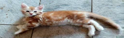 Maine Coon gatti in vendita: Maine coon cucciole Tortie,Red, White - Annuncio 13