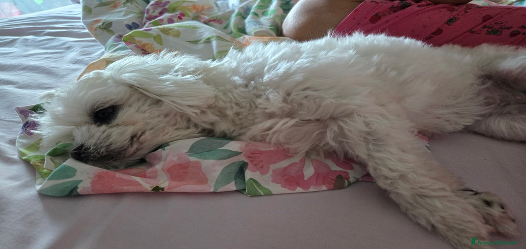 Immagine della galleria {{count}}