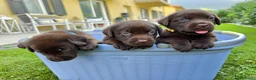 Labrador cani in vendita: Labrador Retriever Cioccolato  a Provincia di Brescia - Annuncio 10