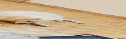Meticcio cani in regalo: Simil maremmano  - Annuncio 2