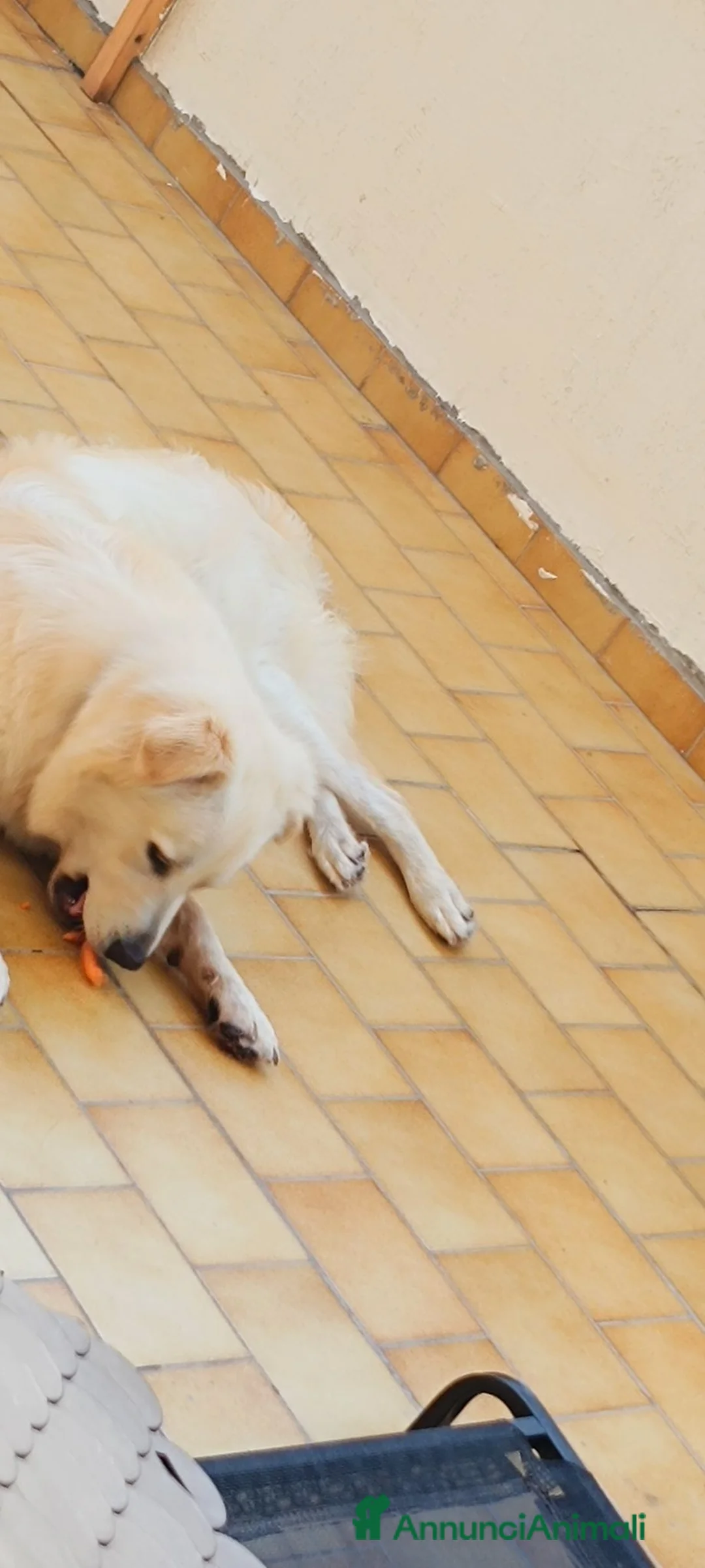 Meticcio cani in regalo: Simil maremmano  - Annuncio 2