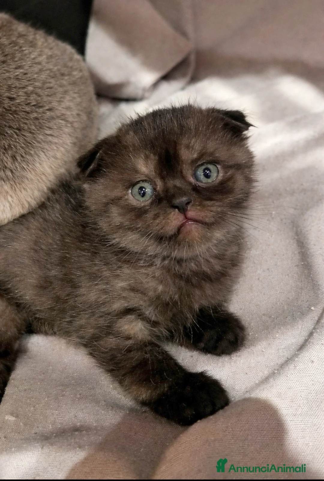 Scottish gatti in vendita: Scottish Fold  - Annuncio 7