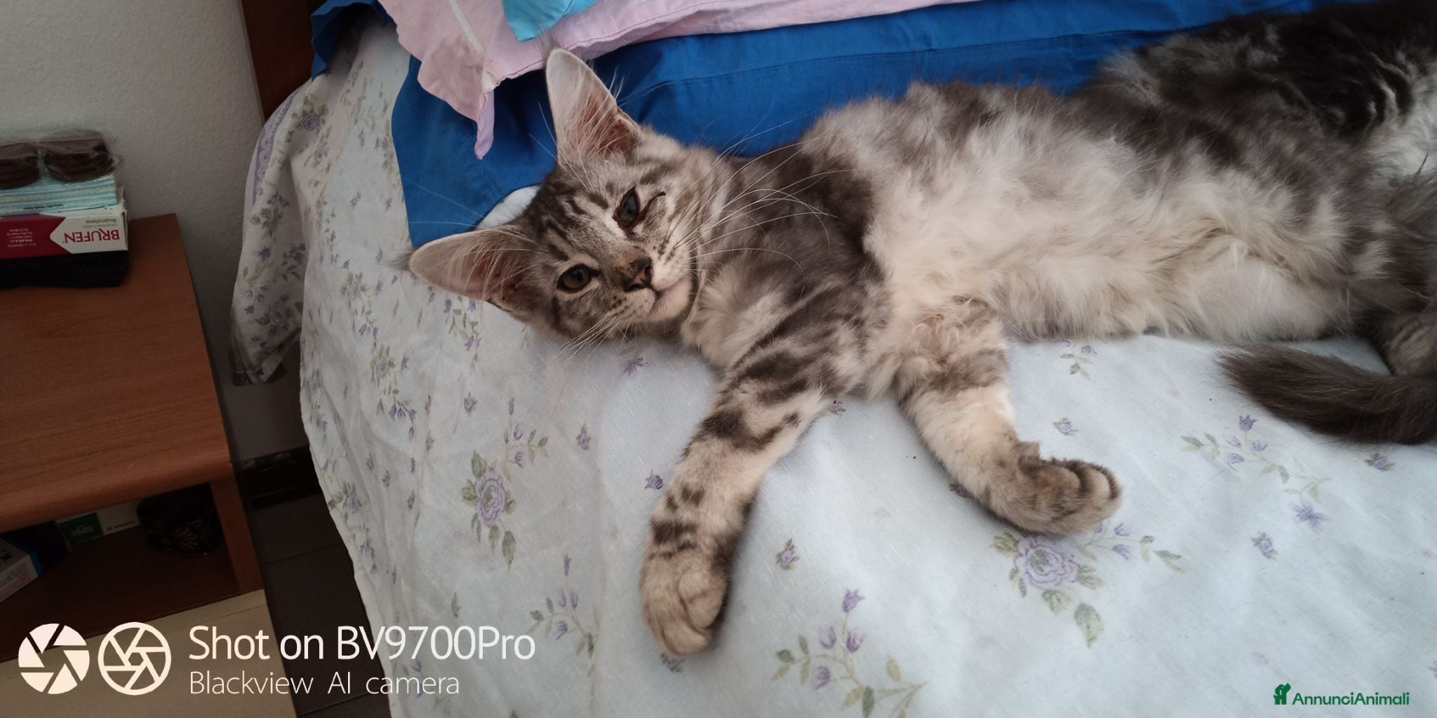 Maine Coon gatti Maine coon  - Annuncio 11