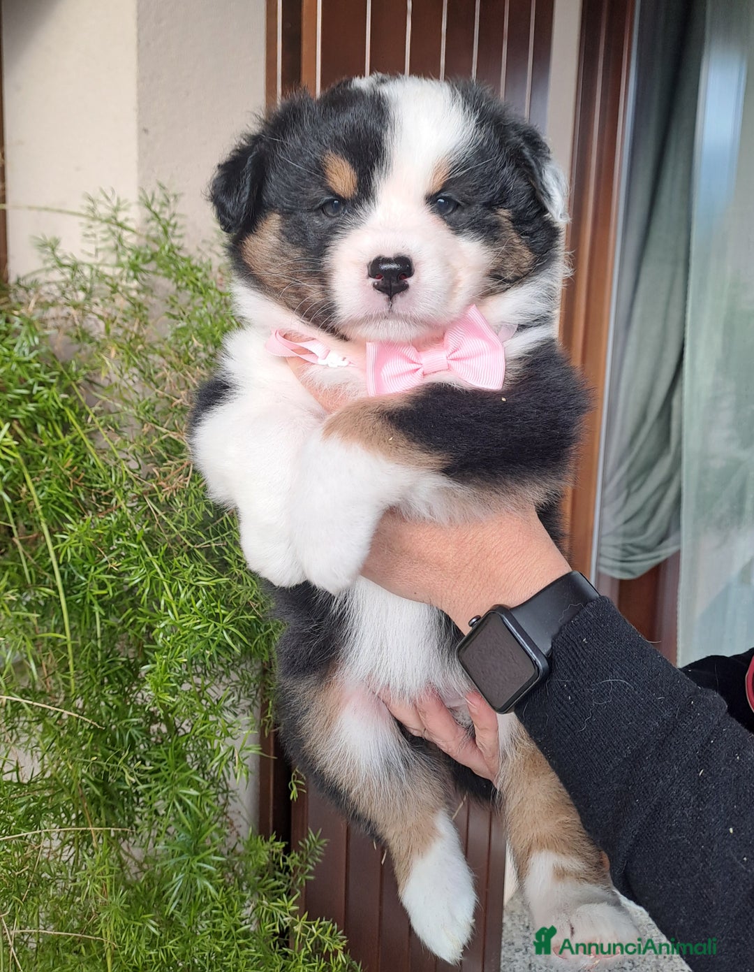 Australian Shepherd cani in vendita: Australian sheperd - Annuncio 2