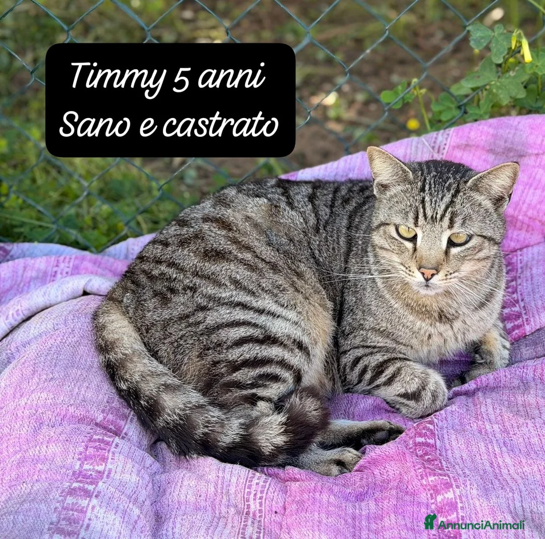 Altre razze gatti in regalo: S.o.s. gattini da salvare  a Città Metropolitana di Bologna - Annuncio 2