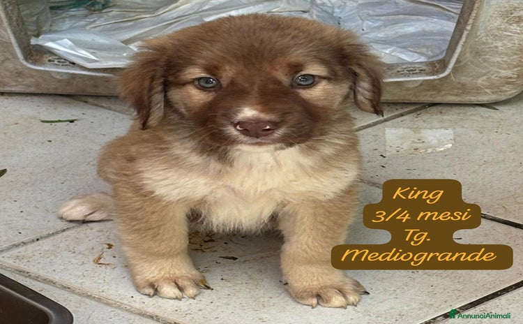 Meticcio cani - Annuncio 12