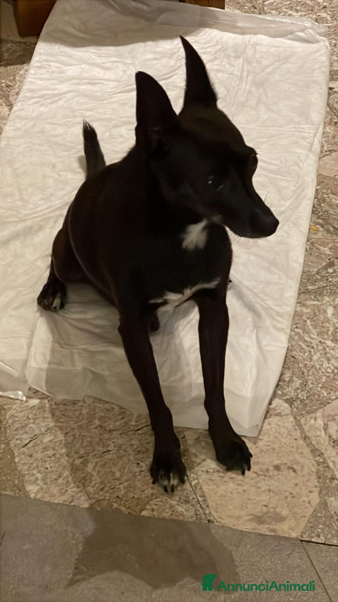 Pinscher Miniatura cani in regalo: Chicco pinscher molto tranquillo e coccolone - Annuncio 10