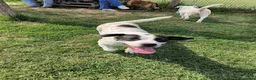 Meticcio cani in regalo: Rosa, un fiore di rara bellezza - Annuncio 4