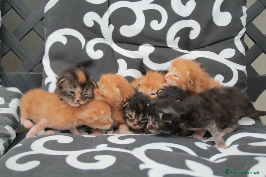 Immagine della galleria {{count}}