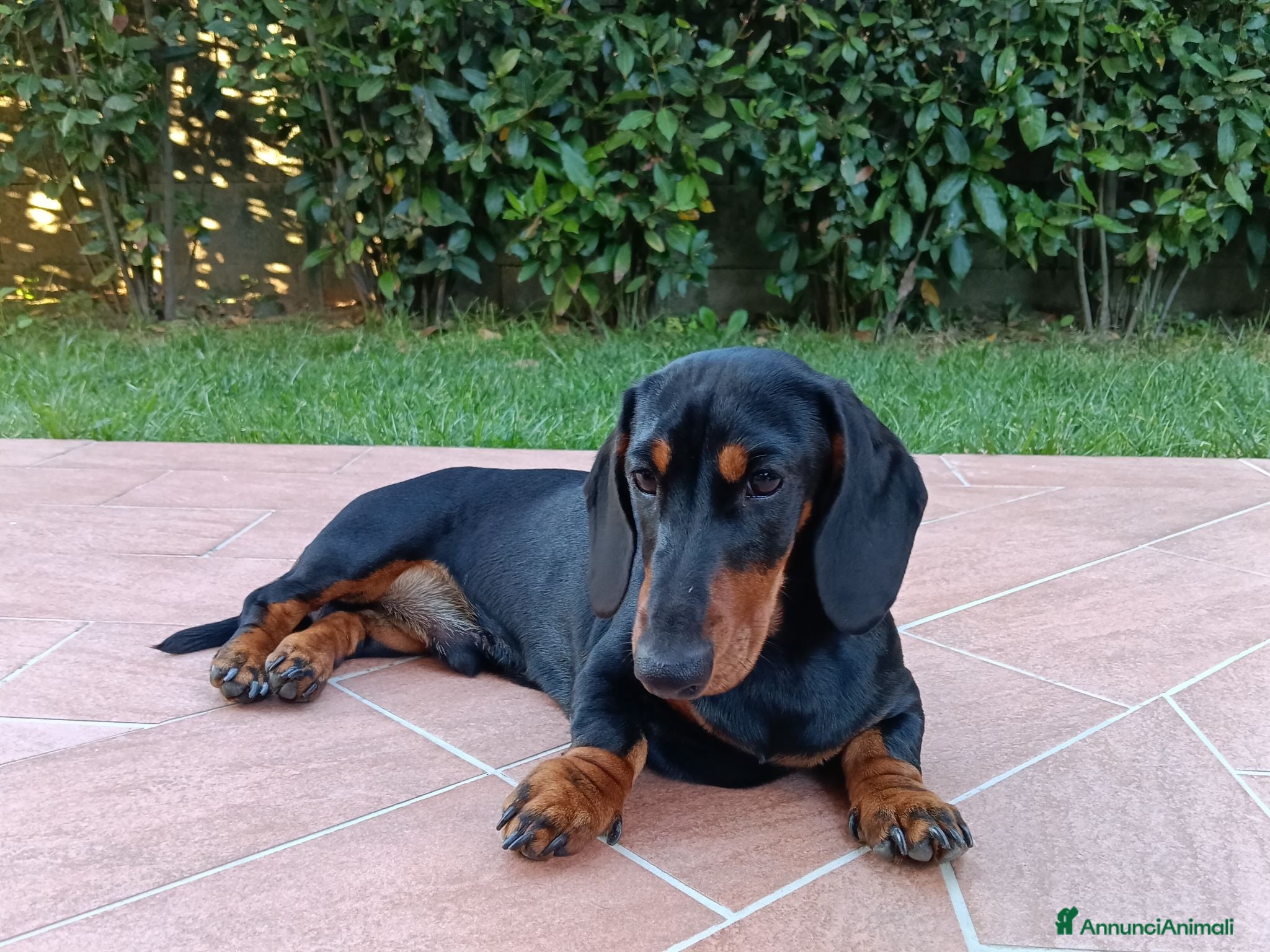 Bassotto cani Bassotto tedesco con pedigree  - Annuncio 3