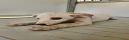 Meticcio cani in regalo: Bignè: 3 mesi taglia contenuta  - Annuncio 7