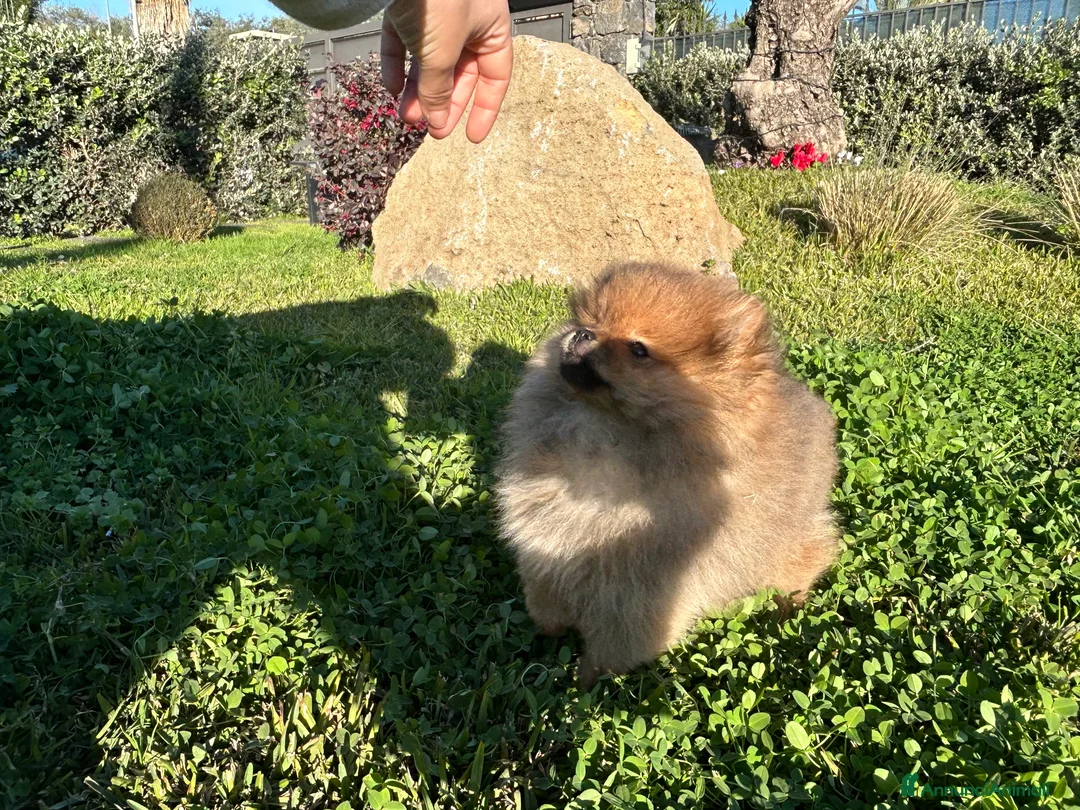 Spitz cani in vendita: Spitz tedesco nano ( Volpino di Pomerania)  - Annuncio 7