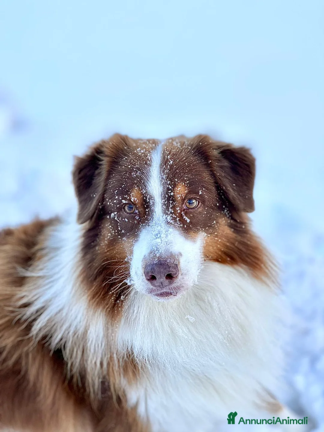 Australian Shepherd cani in vendita: Vendesi cuccioli di pastore australiano - pedigree - Annuncio 5