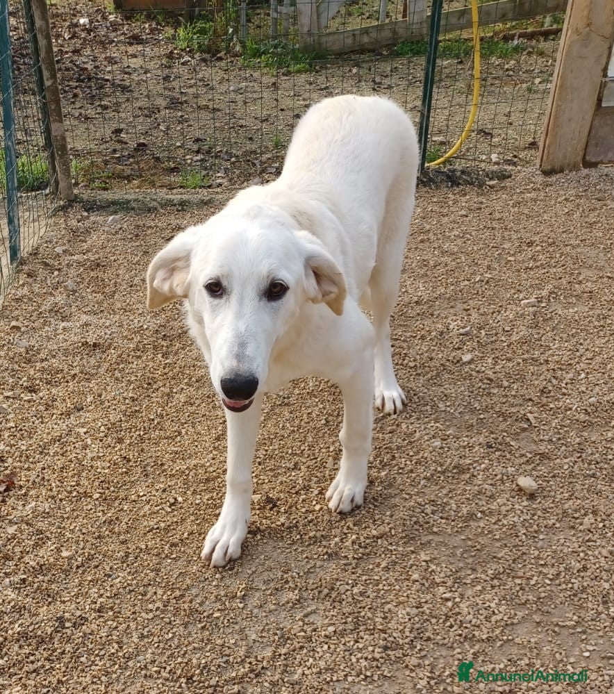 Meticcio cani DOLCE NUVOLETTA a Provincia di Padova - Annuncio 2