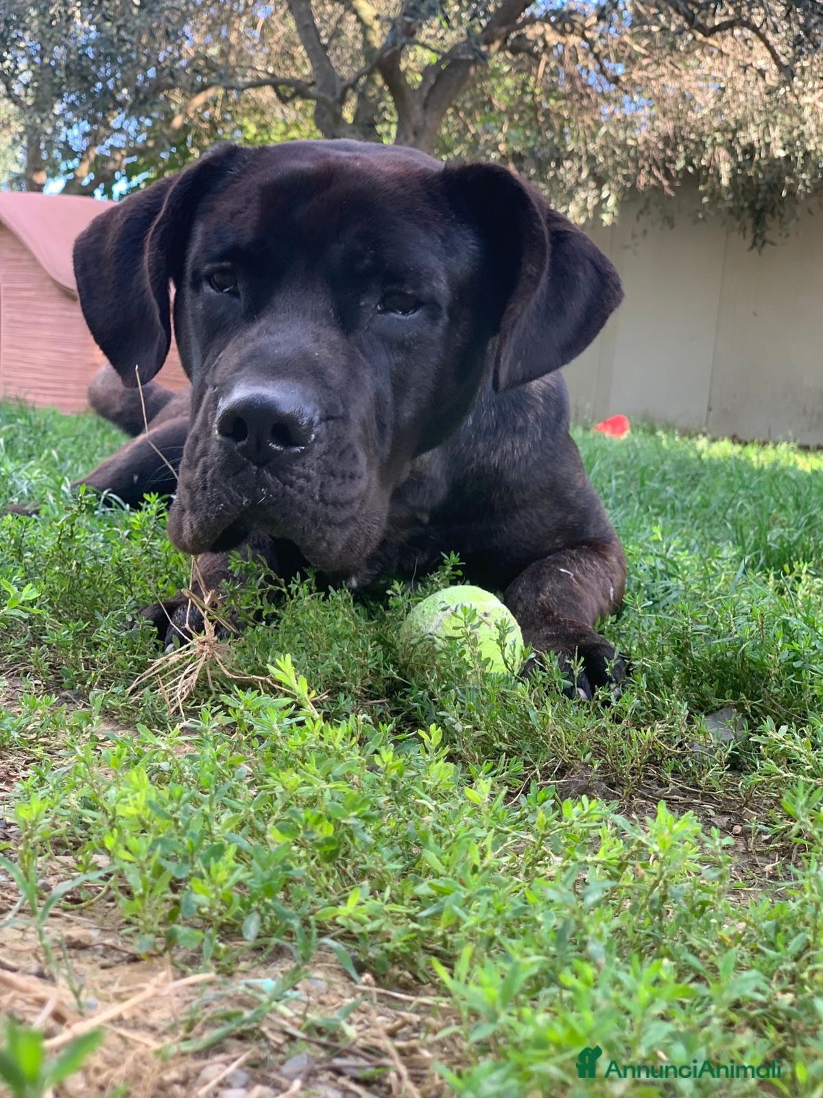 Cane Corso cani Corso 3anni salvato dal balcone h24.SOLO TOSCANA a Città metropolitana di Milano - Annuncio 1