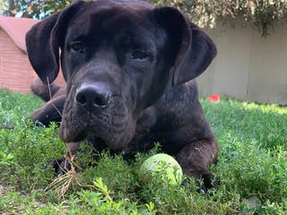 Cane Corso cani Corso 3anni salvato dal balcone h24.SOLO TOSCANA a Città metropolitana di Milano - Annuncio 1