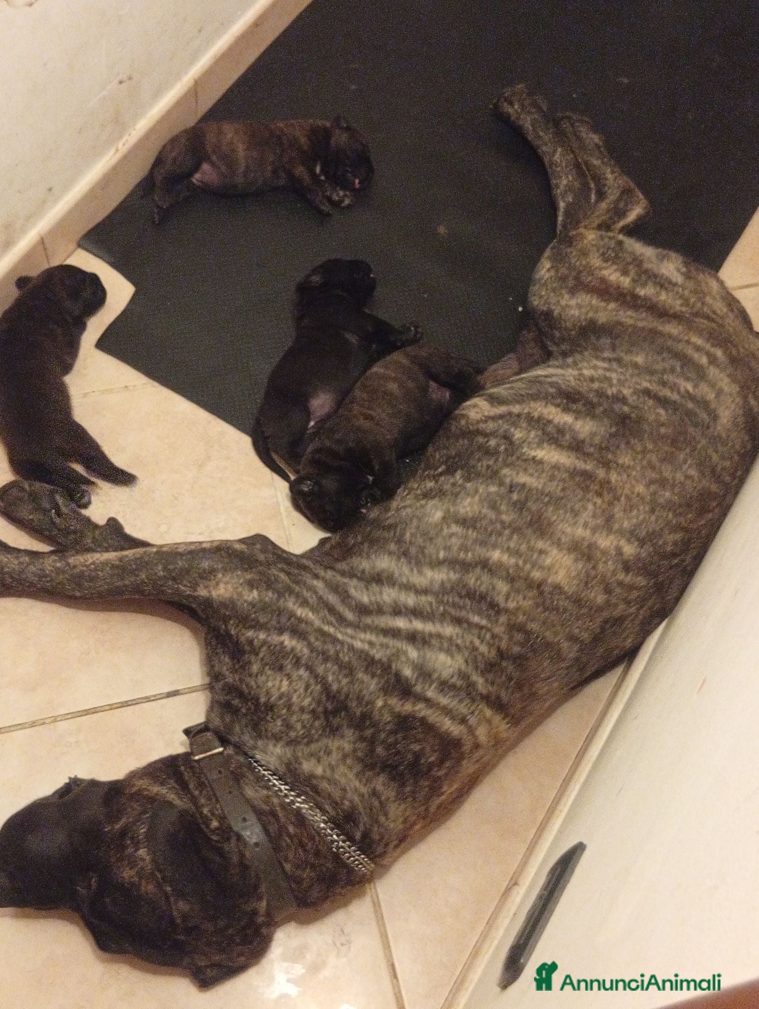 Presa Canario cani Presa canario  - Annuncio 27