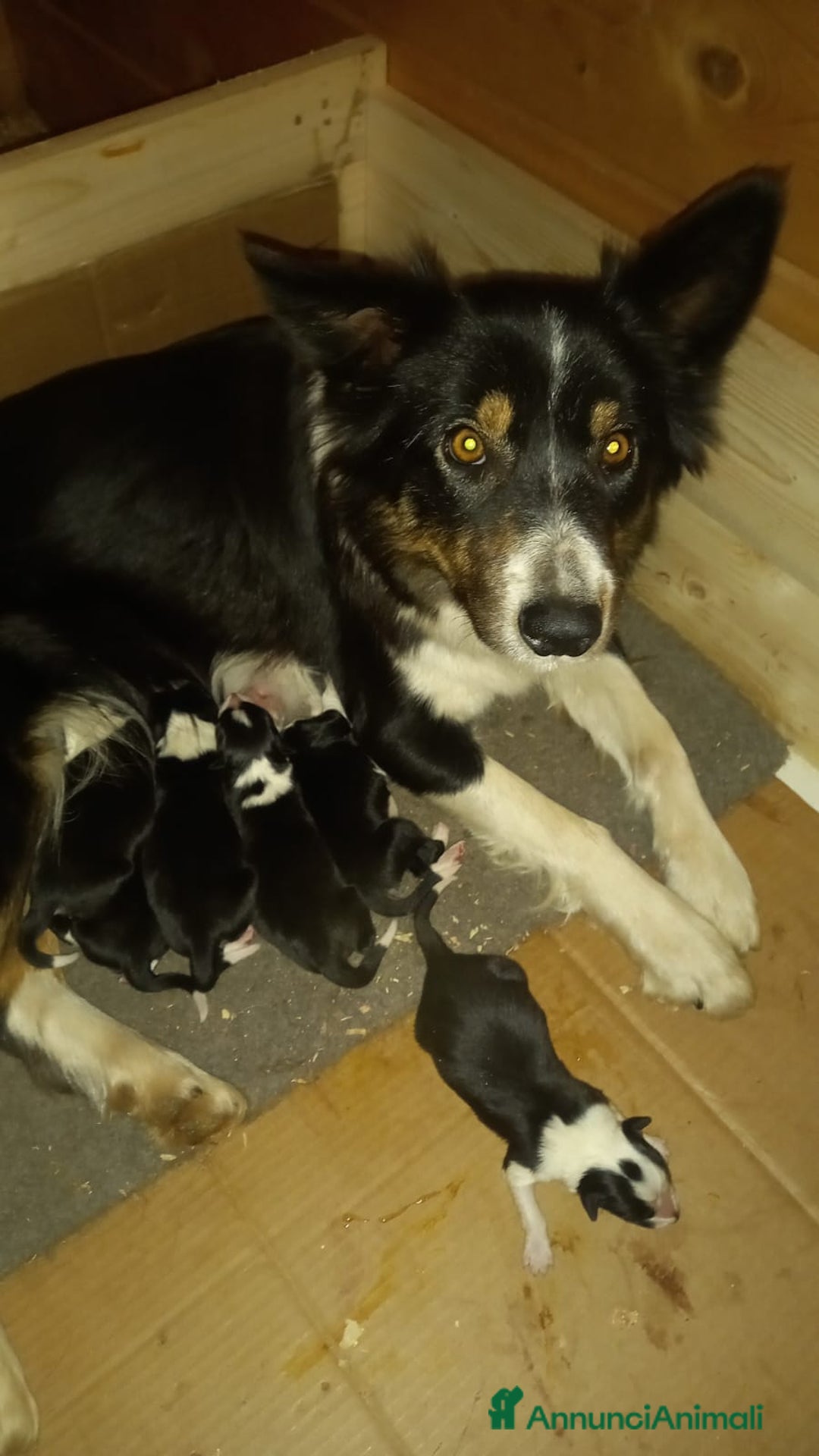 Border Collie cani in vendita: Border Collie  - Annuncio 6