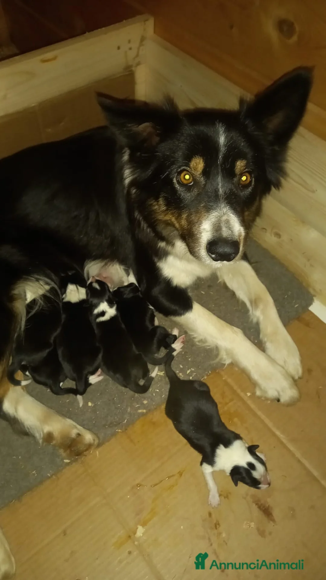 Border Collie cani in vendita: Border Collie  - Annuncio 6