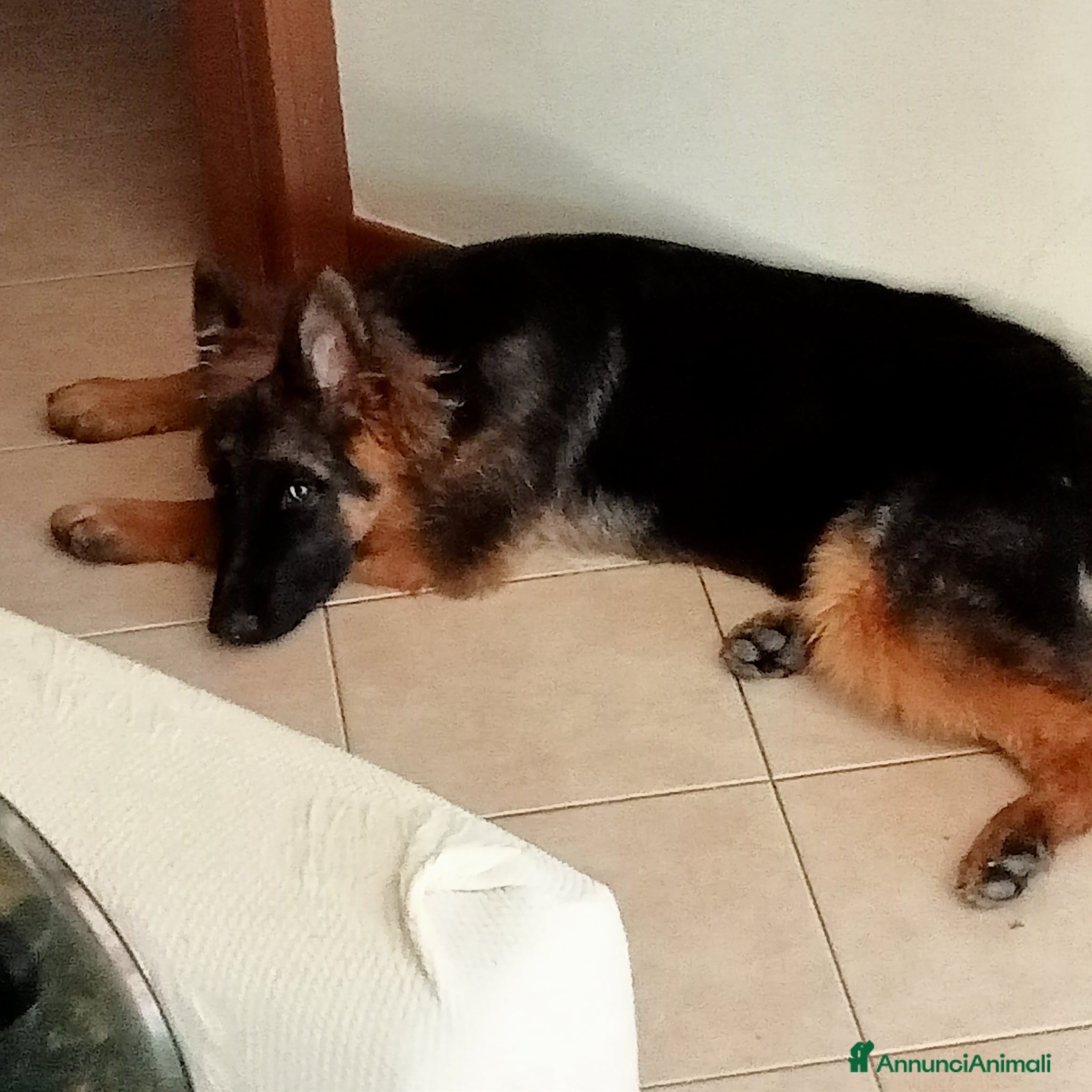 Pastore Tedesco cani Pastore tedesco  - Annuncio 5