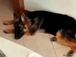 Pastore Tedesco cani Pastore tedesco - Annuncio 1