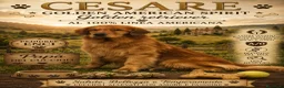 Golden Retriever cani in vendita: Golden retriever con pedigree ENCI  - Annuncio 3