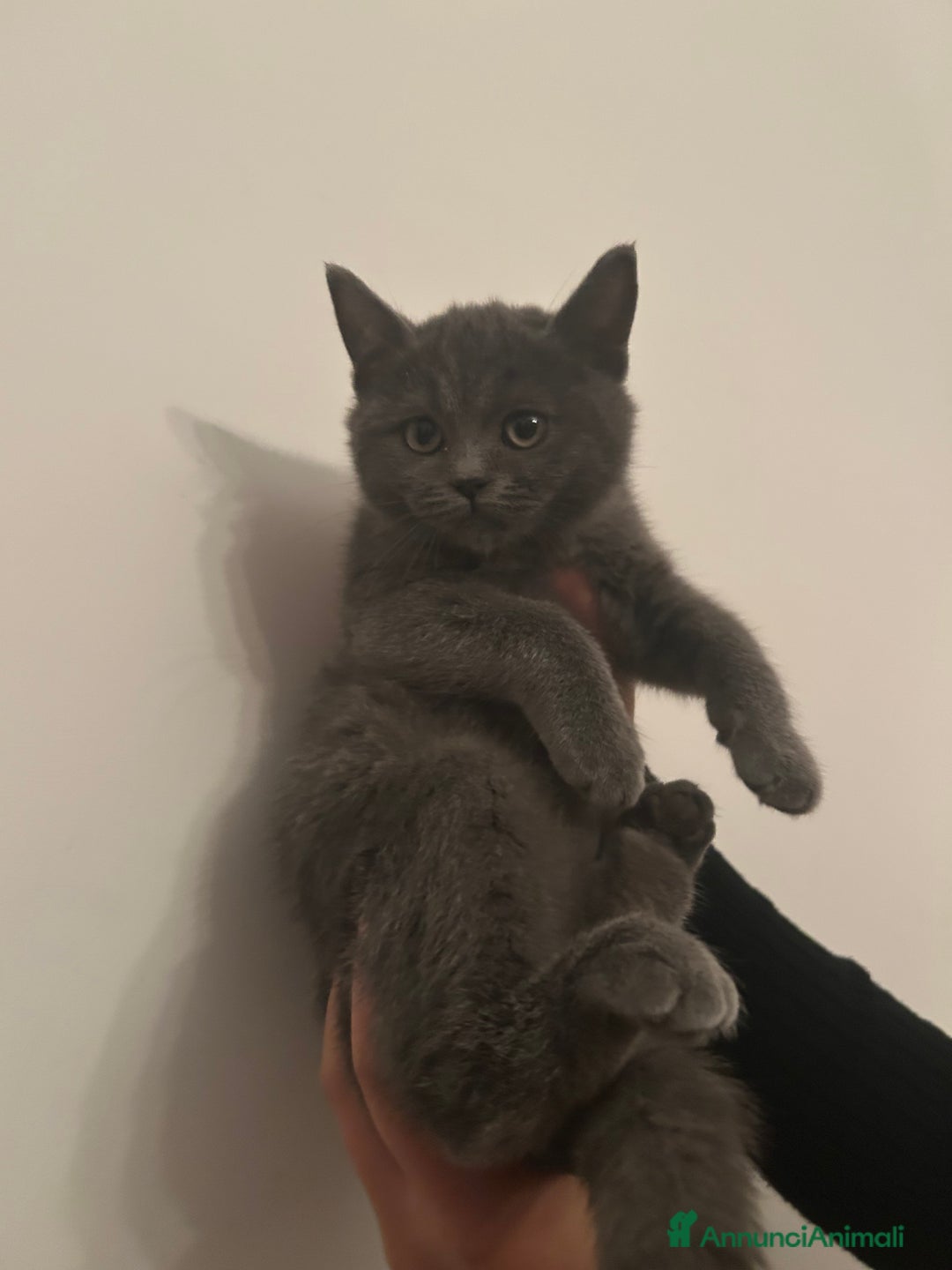 British gatti in vendita: Cuccioli di razza mista Britisch e europeo - Annuncio 5