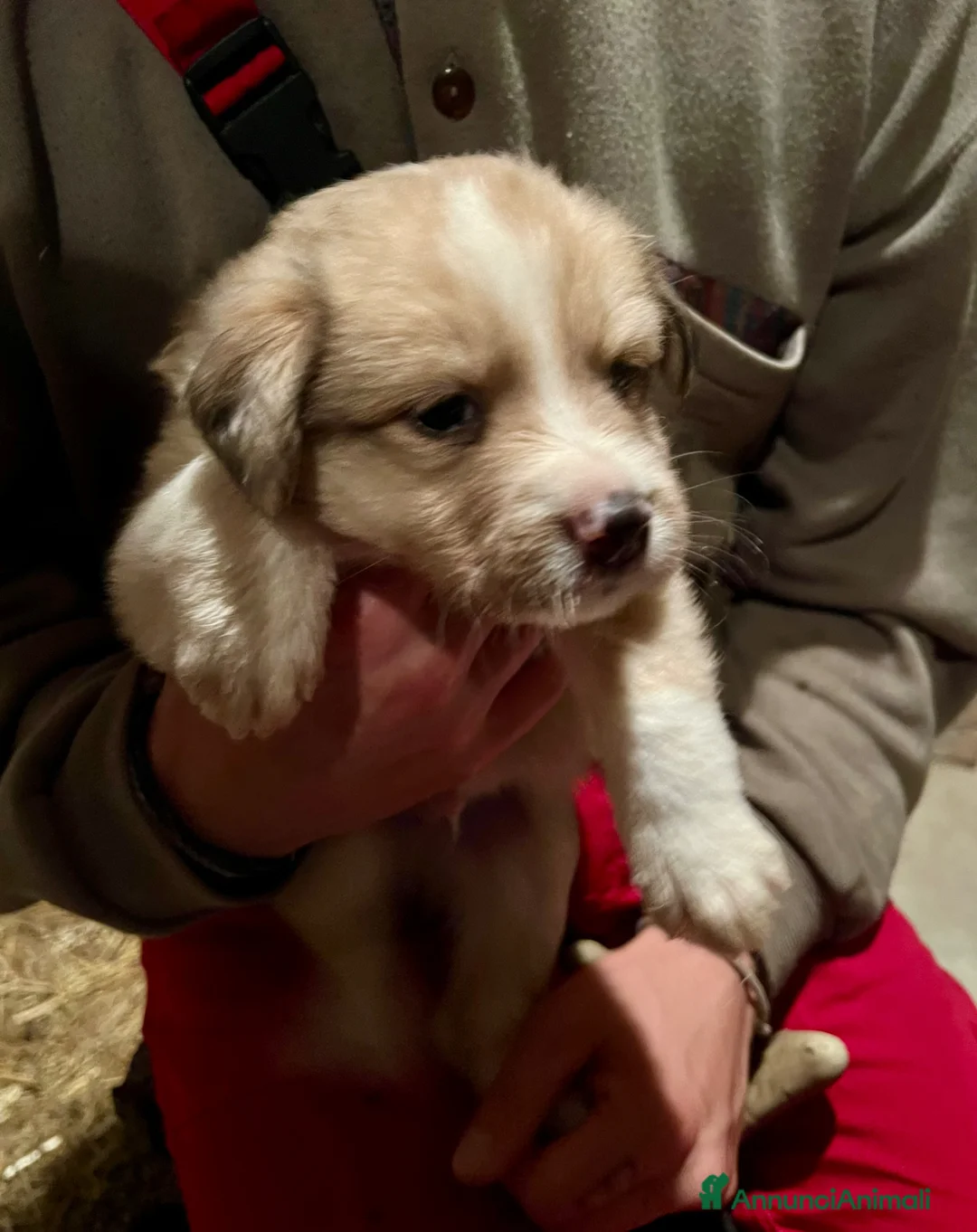 Australian Shepherd cani in vendita: Cucciolo pastore australiano  - Annuncio 30