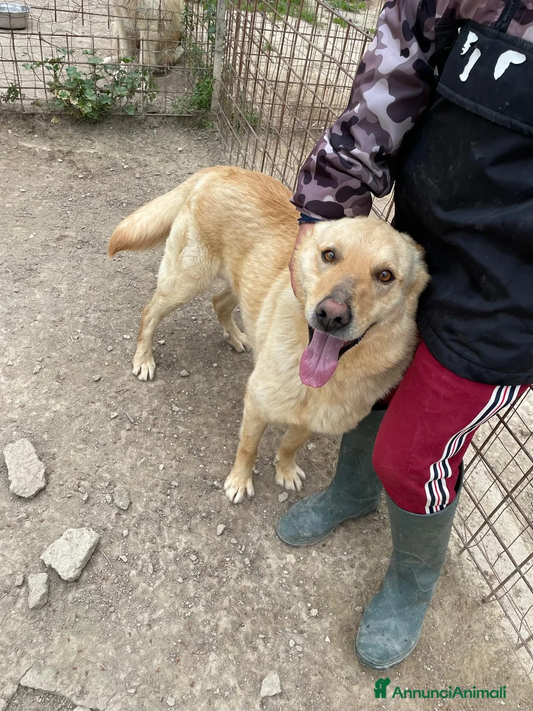 Meticcio cani in regalo: SIMBA bel giovanotto  a Città Metropolitana di Venezia - Annuncio 3