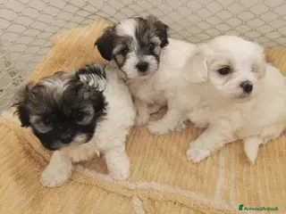 Maltipoo cani Cuccioli maltipoo - Annuncio 1