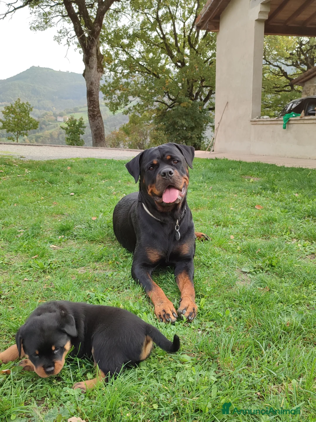 Immagine della galleria {{count}}