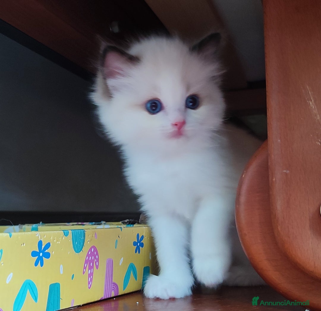 Ragdoll gatti in vendita: Cucciolo ragdoll  a Città metropolitana di Milano - Immagine 7