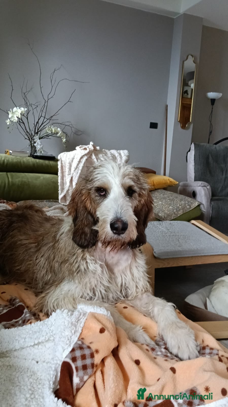 Meticcio cani Oscar maschio 2 anni - Annuncio 23