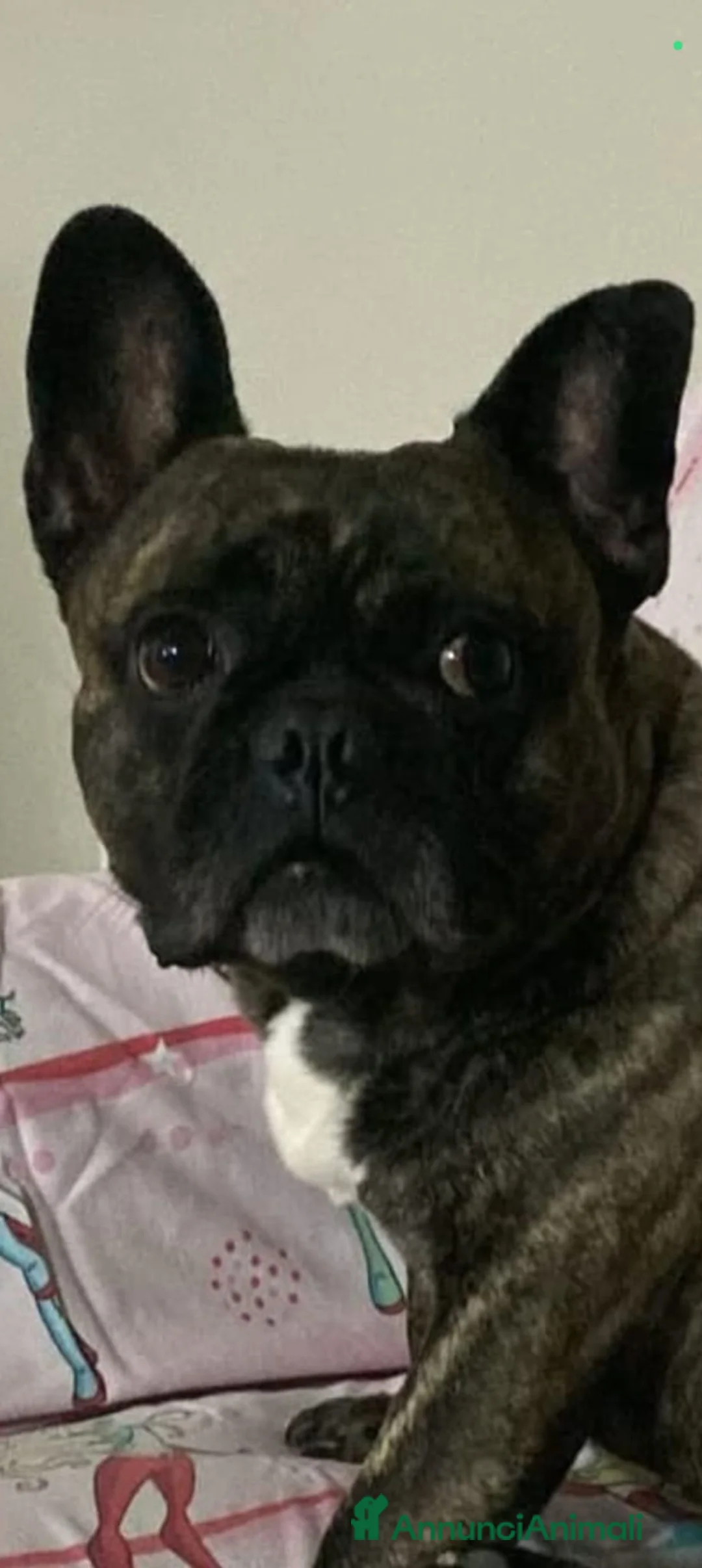 Bulldog cani in regalo: Bryan - Annuncio 2