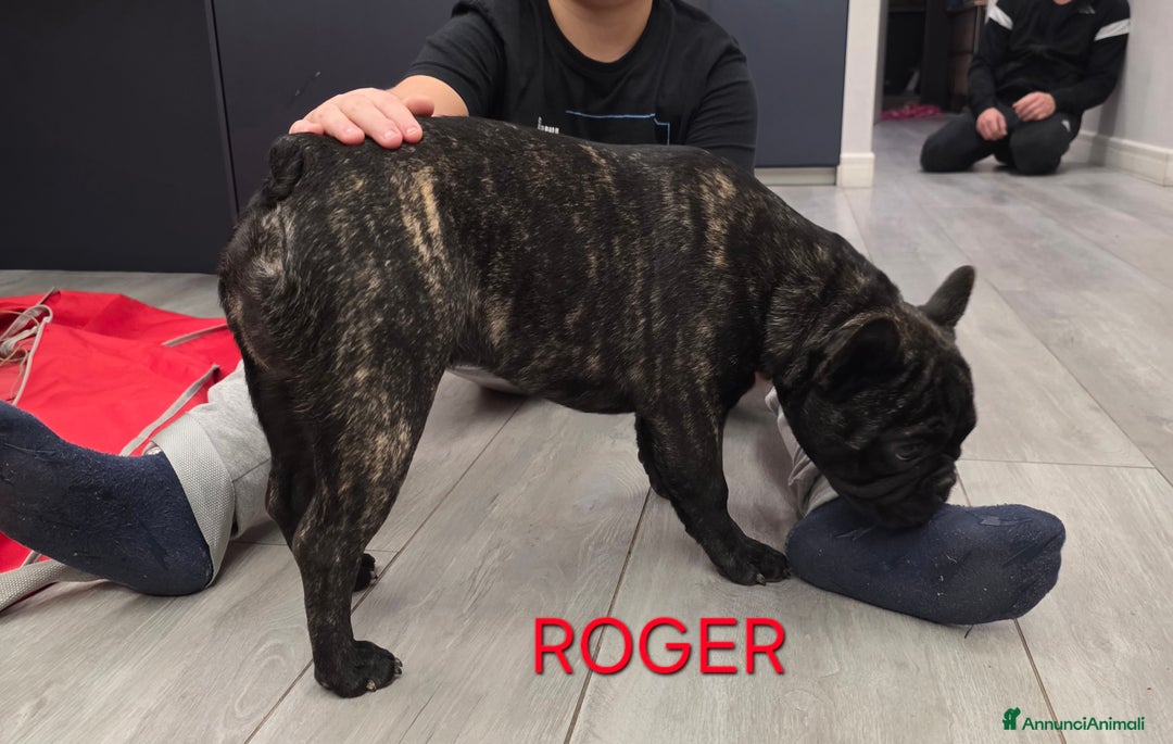 Bulldog Francese cani in vendita: Cuccioli bulldog francese con pedigree  - Annuncio 4