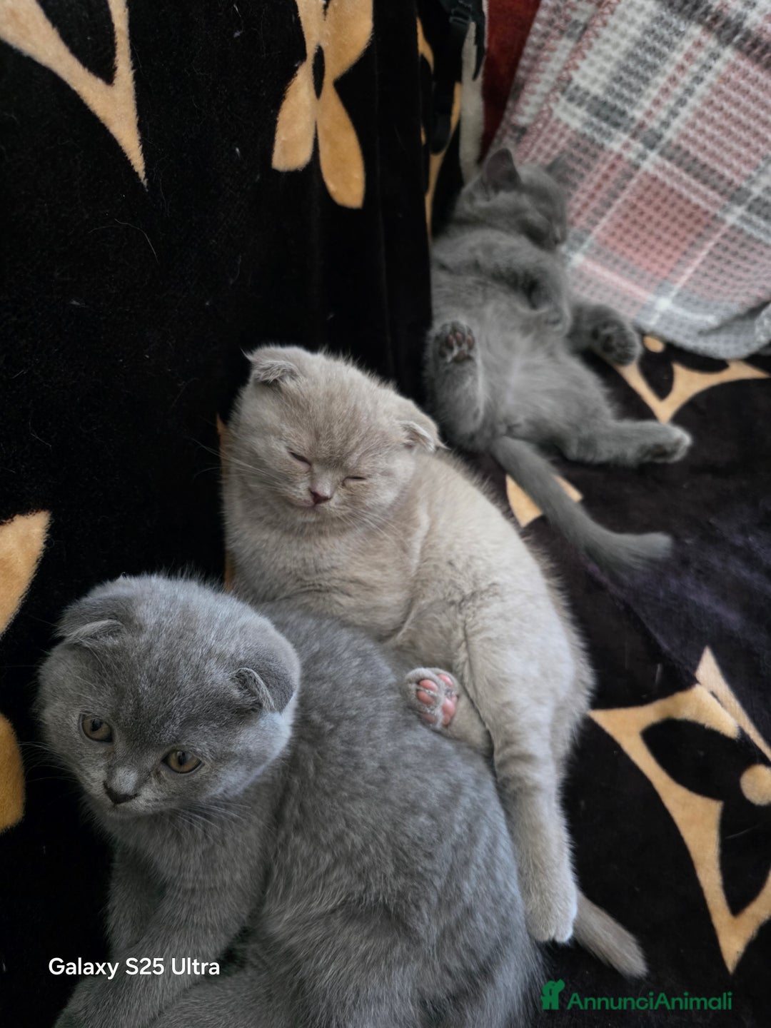 British gatti in vendita: British a Provincia di Biella - Immagine 2