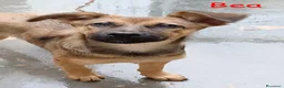 Meticcio cani in regalo: Melody e Bea dolcissime cucciole in adozione - Annuncio 6