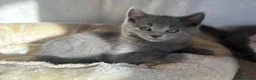 Certosino gatti in vendita: Cuccioli di certosino con pedigree  - Annuncio 6
