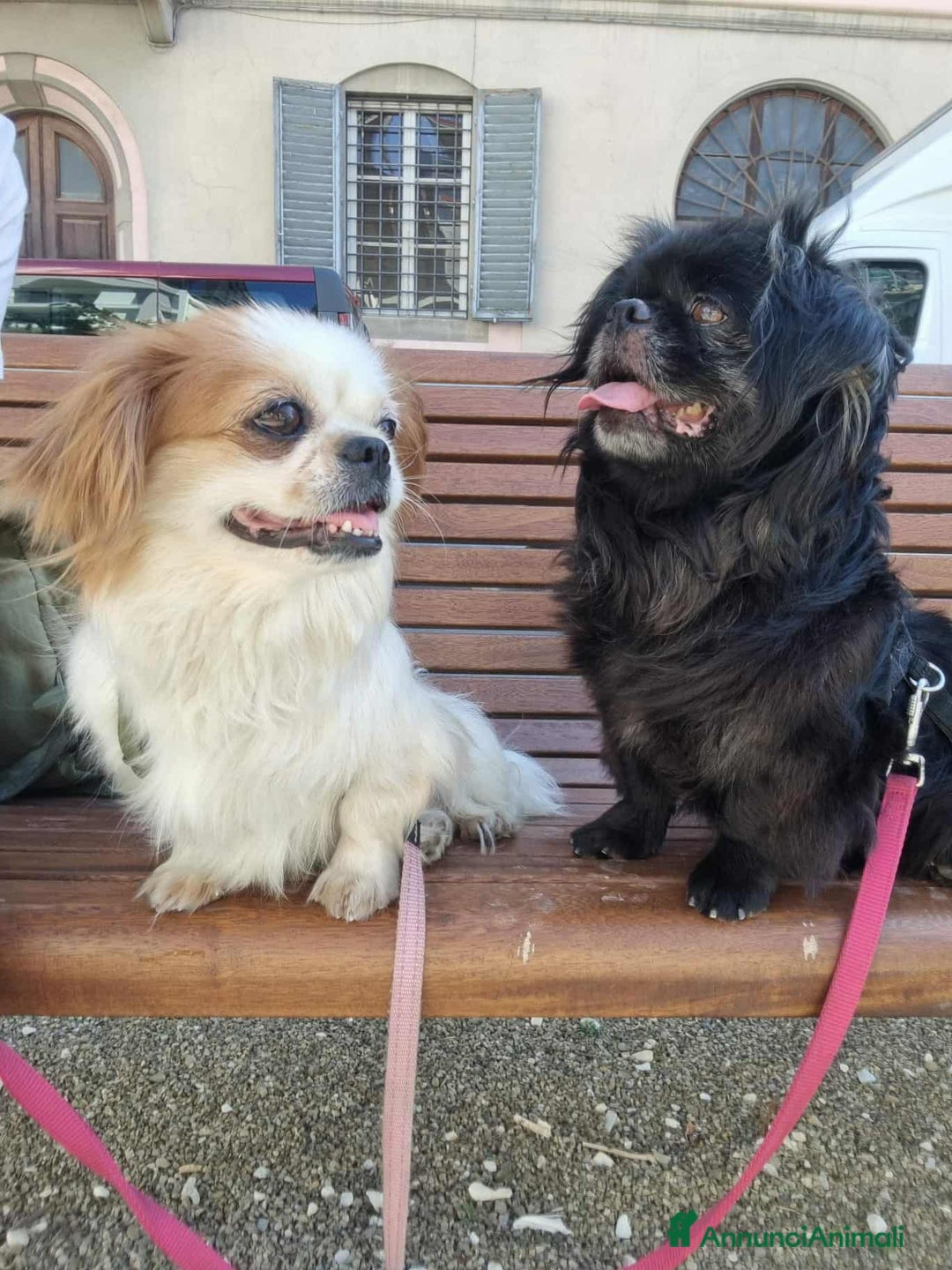 Pechinese cani in regalo: BRAD e ANGELINA, piccoli PECHINESI cercano casa! - Annuncio 5